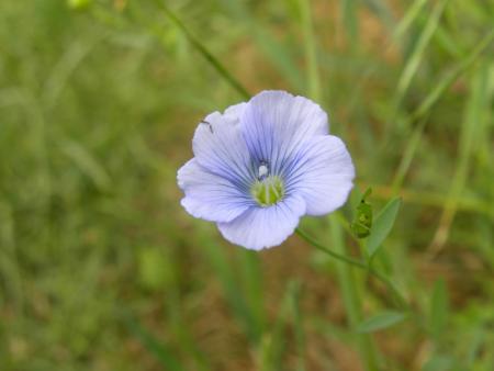 fleur de lin