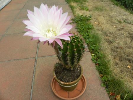 fleur de cactus2