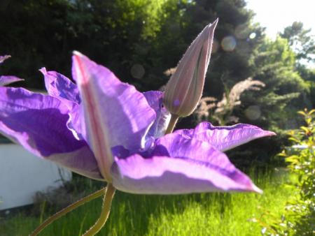clematite2