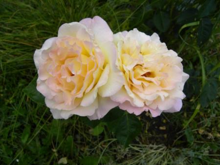 duo de roses