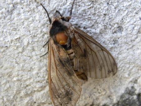 sphinx du liseron1