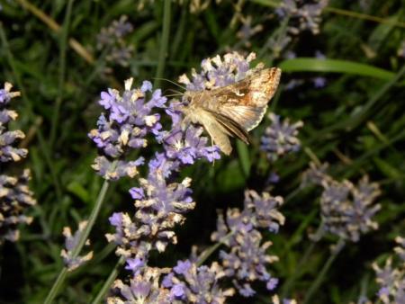 autographa gamma2