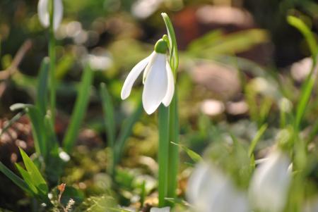 morceau de printemps