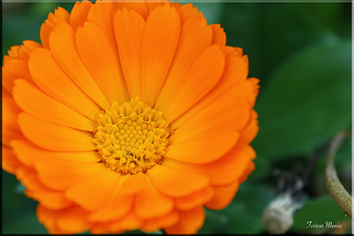 Photo de fleur en Ardenne 10
