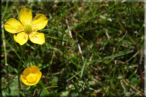 Photo de fleur en Ardenne 16