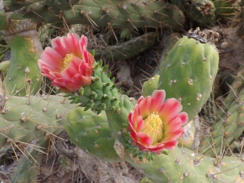 Jardin des Cactus ( Lanzarote )