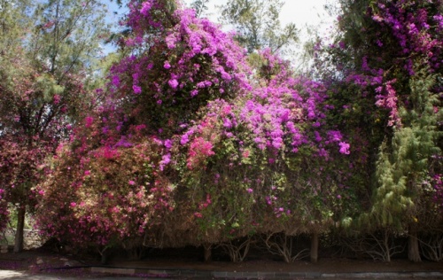 Pajara ( Fuerteventura )