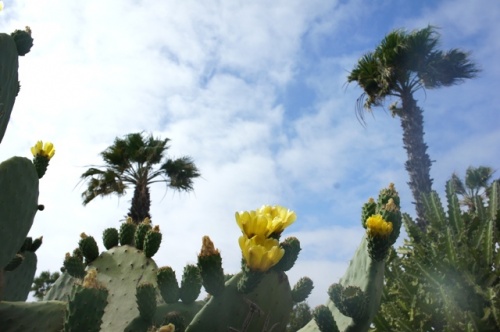Playa Bianca ( Lanzarote )