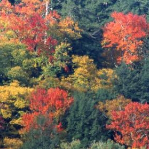 (c) City of Gatlinburg Dept. of Tourism