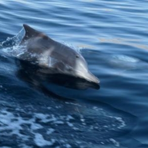 (c) Oman Tourism