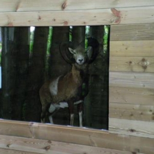 Animaux de nos forets (musee)