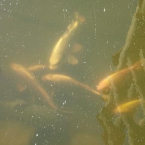 Les Poissons