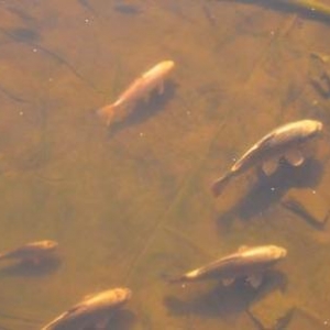 Les Poissons