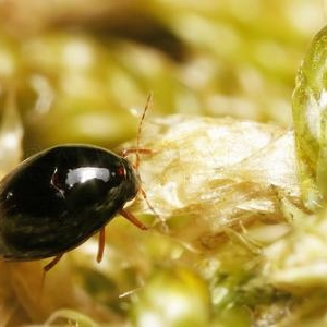 Minuscule petit coleoptere 