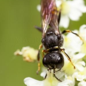 Guepe solitaire