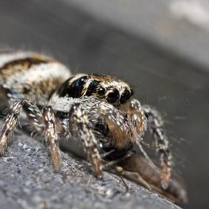 Salticus scenicus femelle