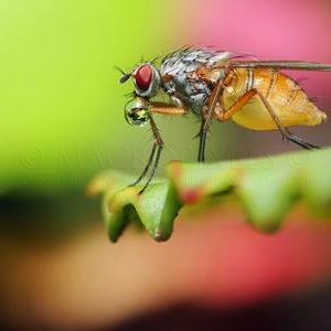 Une mouche repue qui regurgite un peu de miel. 