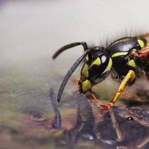 Guepe Vespa vulgaris