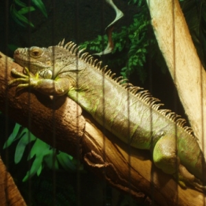 serpentarium