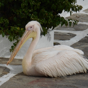 Petros, le pélican - mascotte de l'île de Mykonos