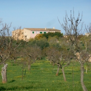 Mallorca, "l'île boisée"