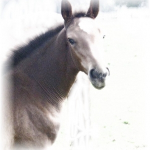 Vitamines de Haute Qualite pour Chevaux