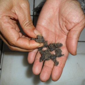 Gros plan du nere, moutarde en grains