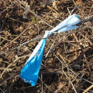 Sertomont Papillon bleu, specimen