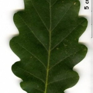 La feuille de chene a des lobes, comme les oreilles