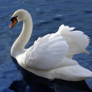 cygne