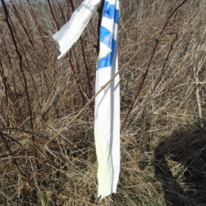 Sertomont Papillon bleu, specimen