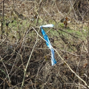 Sertomont Pavillon bleu, specimen