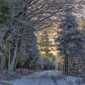 Premiers flocons, premier frisson de 2019 en Ardenne. Ph. Jean-Marie Henrotte.
