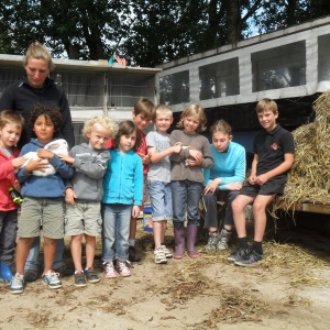La ferme d’A Yaaz. Les petits animaux devenus familiers