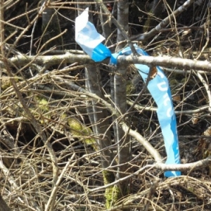 Sertomont Papillon bleu, specimen