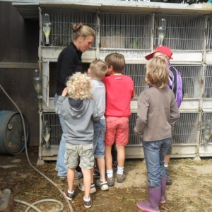 La ferme d’A Yaaz. Les petits animaux devenus familiers