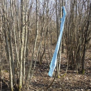 Sertomont Papillon bleu, specimen
