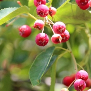 Amelanchier.