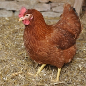 Poule