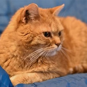 Chat roux (image publicité)