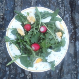 Petite salade de lapin, trois radis, quelques morceaux d'œufs dur.