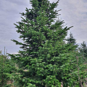 Sapin nordmann (auteur anonyme, internet)