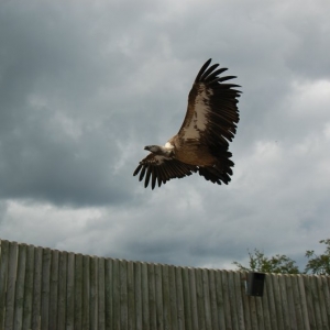 Le Monde Sauvage, Aywaille