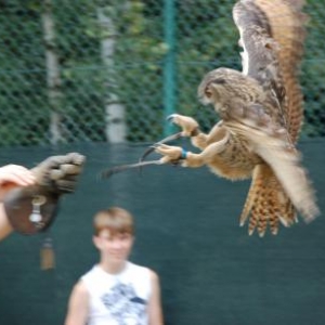 Falcon's Residence