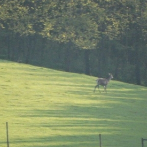 chevreuil