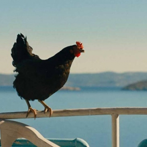 Compétition officielle : "Hen (Kota)" (György Pálfi)