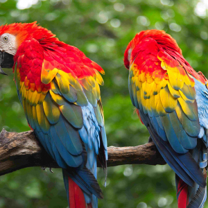 © Lynda Paquet & Martin Parent