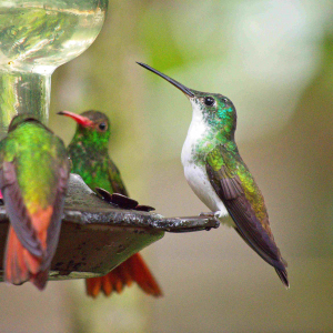 © Lynda Paquet & Martin Parent