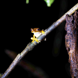 © Lynda Paquet & Martin Parent