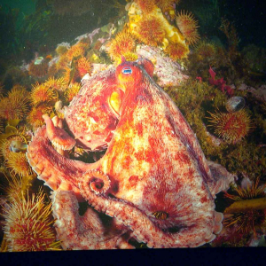 © « National Geographic »